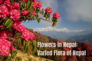 Flowers in Nepal: Varied Flora of Nepal